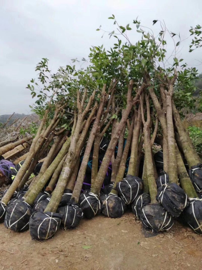 占地桂花直径10至22公分基地直供大量出售