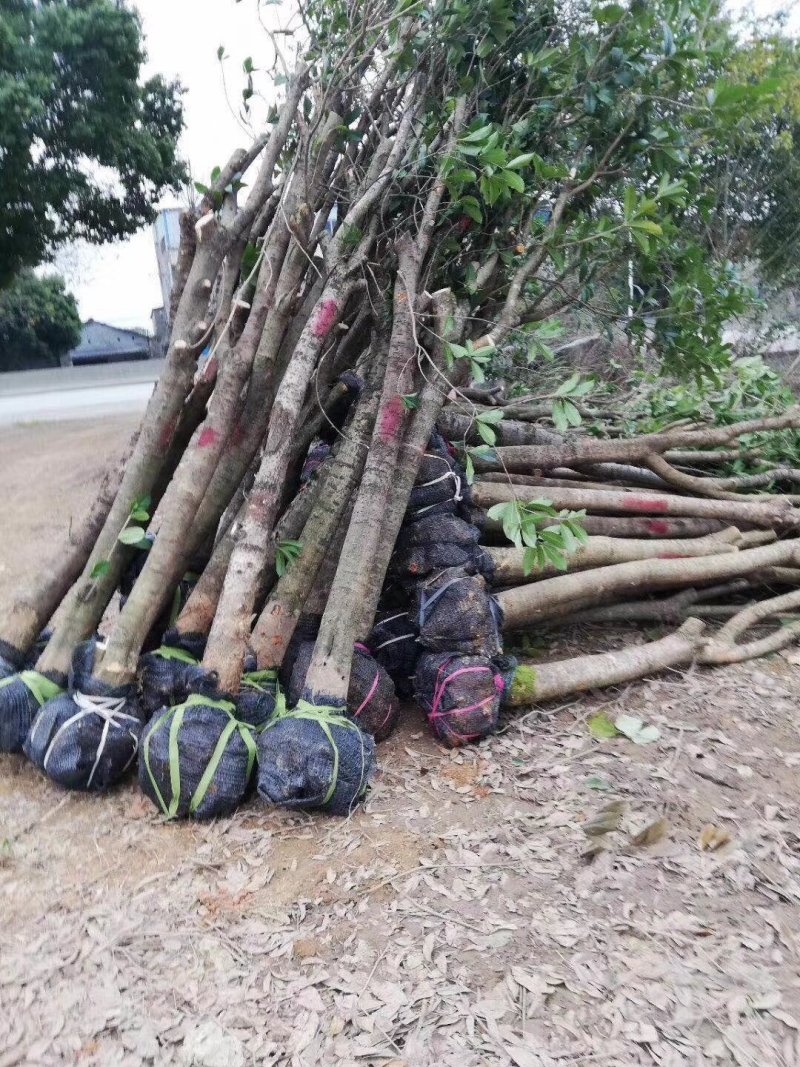 占地桂花直径10至22公分基地直供大量出售