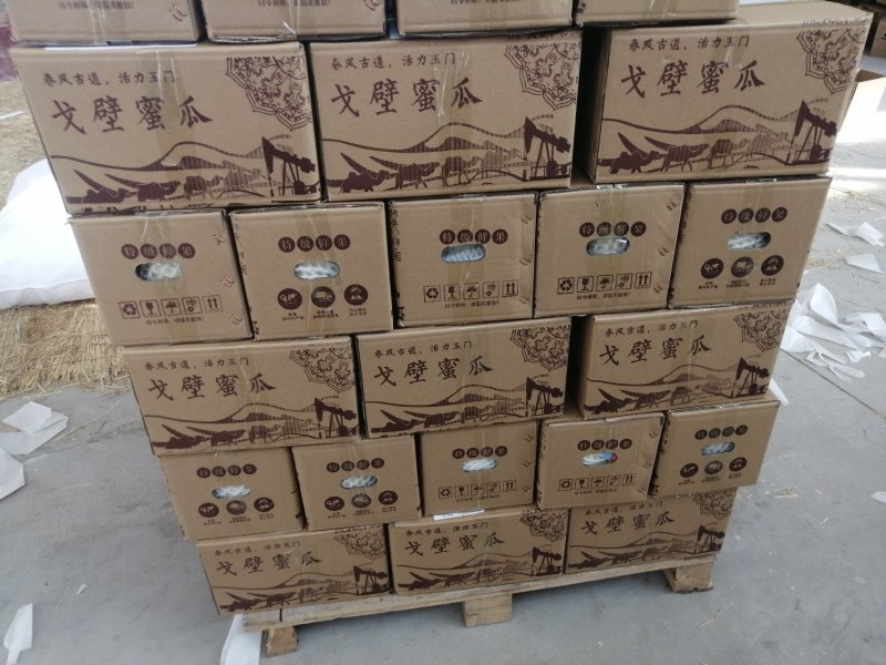 哈密瓜甘肃玉门原产地蜜瓜口感好玉门种植面积5000亩