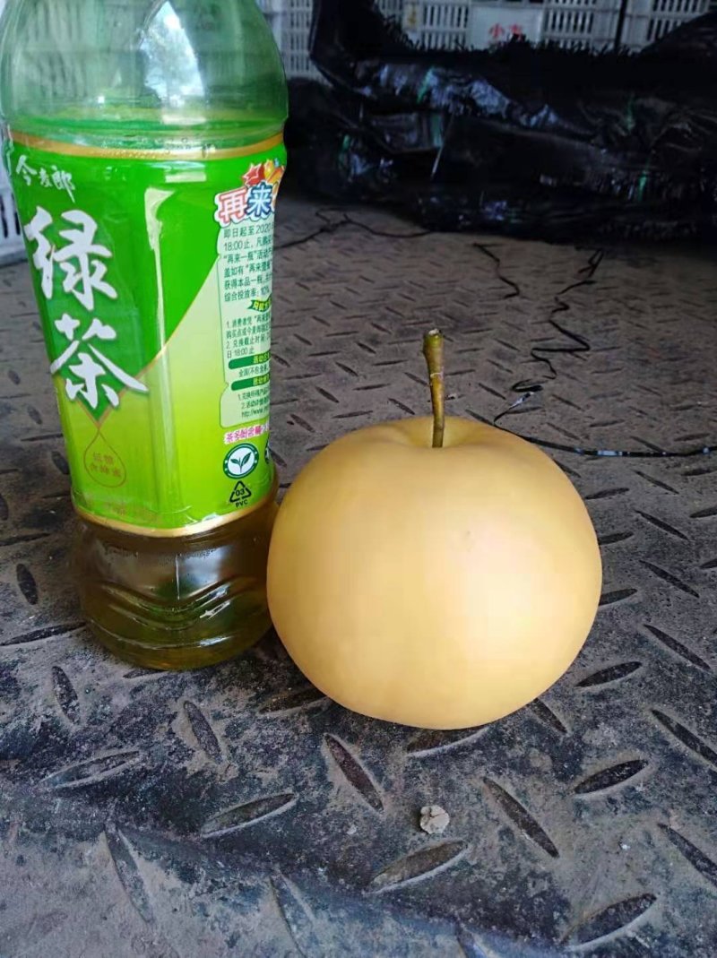 圆黄梨砀山水果基地圆黄梨大面积种植口感特别脆甜好吃