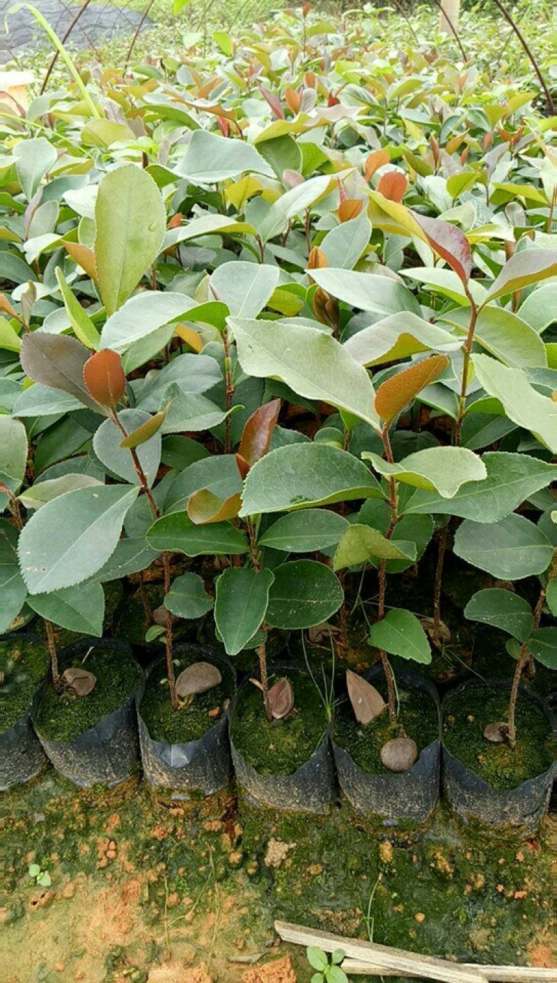 油茶袋苗，油茶批发，