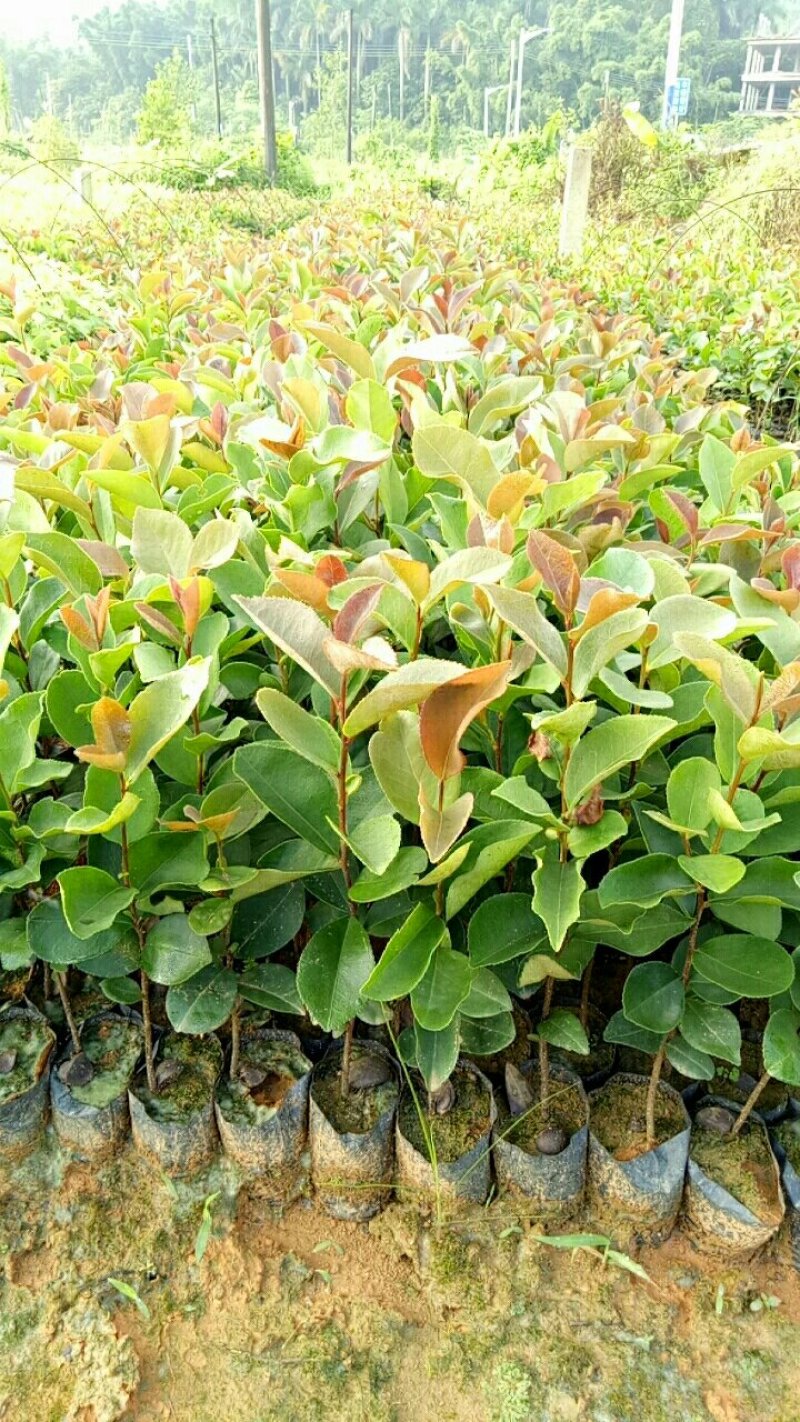 油茶袋苗，油茶批发，