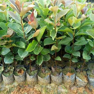 油茶袋苗，油茶批发，