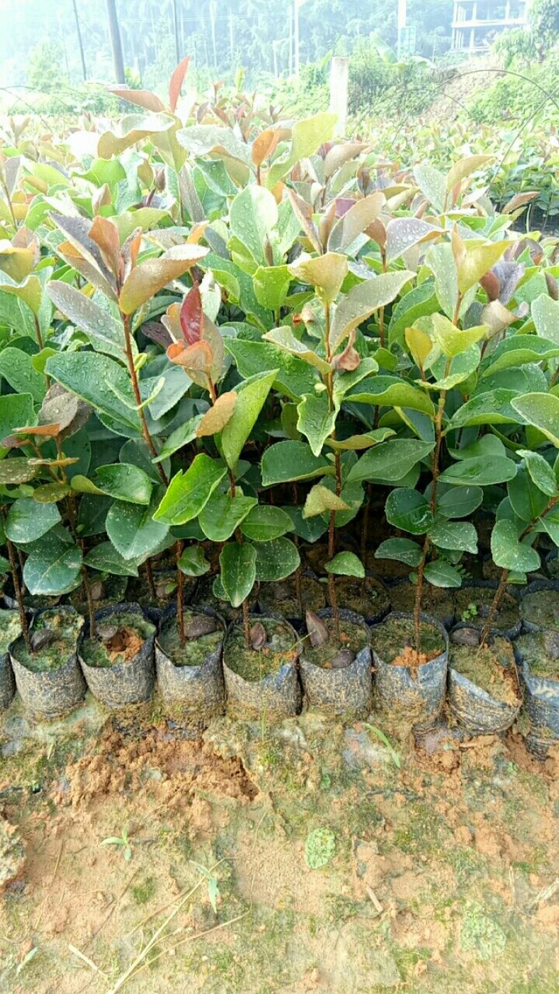 油茶袋苗，油茶批发，