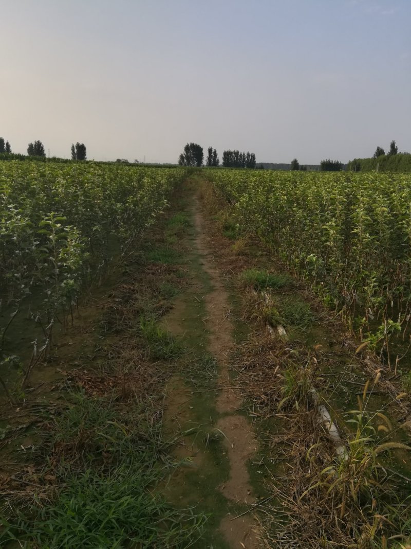 苹果苗，优质苹果苗，矮化苹果树苗，青藤农业