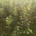 苹果苗，优质苹果苗，矮化苹果树苗，青藤农业