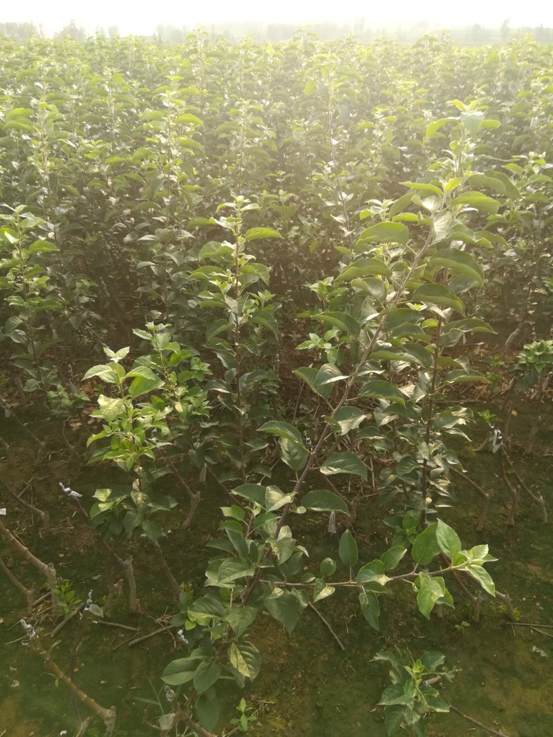苹果苗，优质苹果苗，矮化苹果树苗，青藤农业