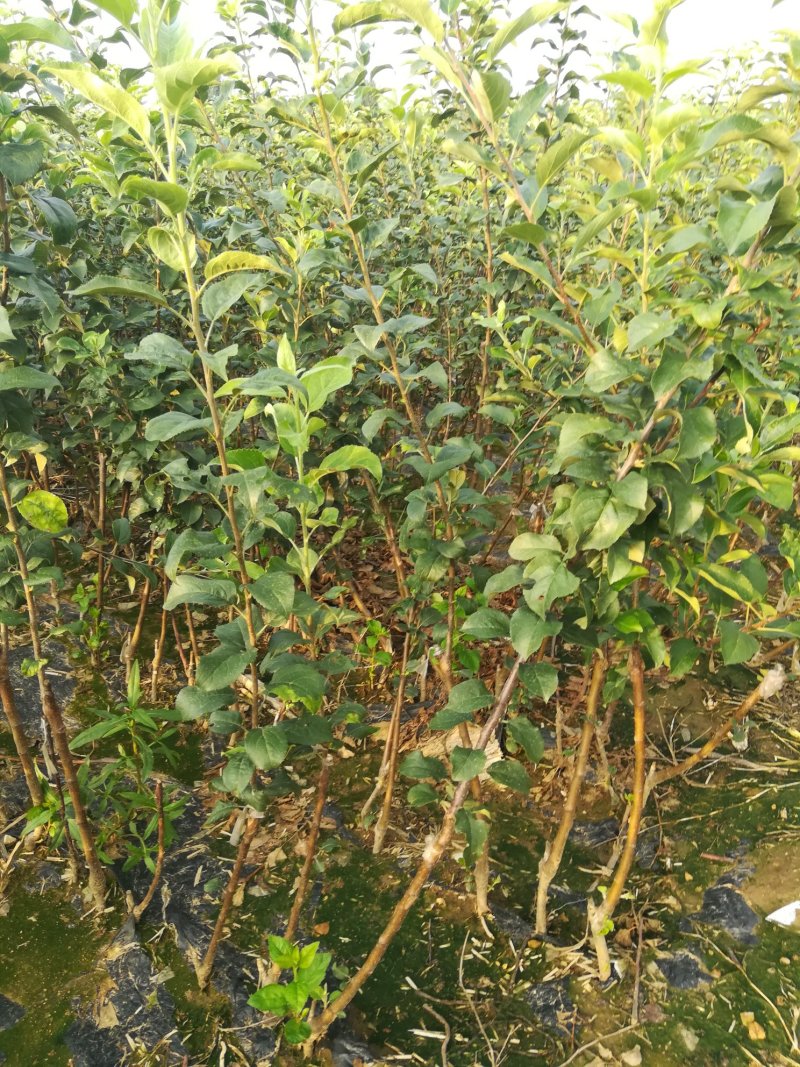 苹果苗，优质苹果苗，矮化苹果树苗，青藤农业