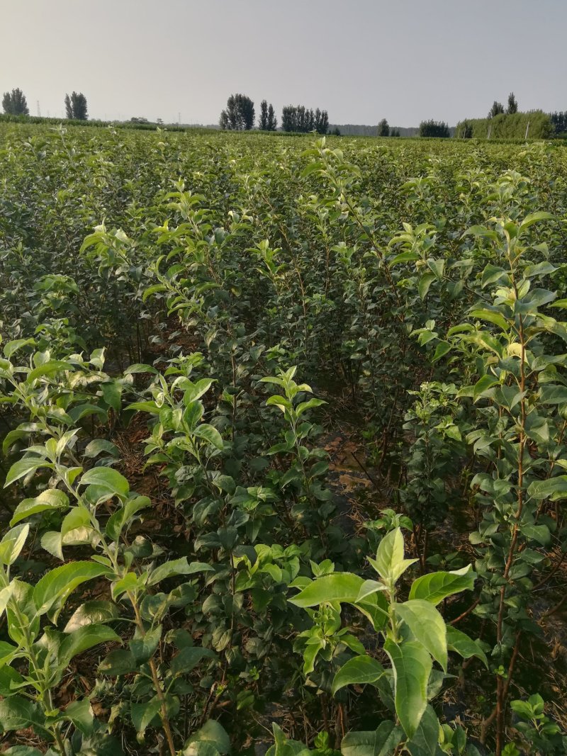 苹果苗，优质苹果苗，矮化苹果树苗，青藤农业