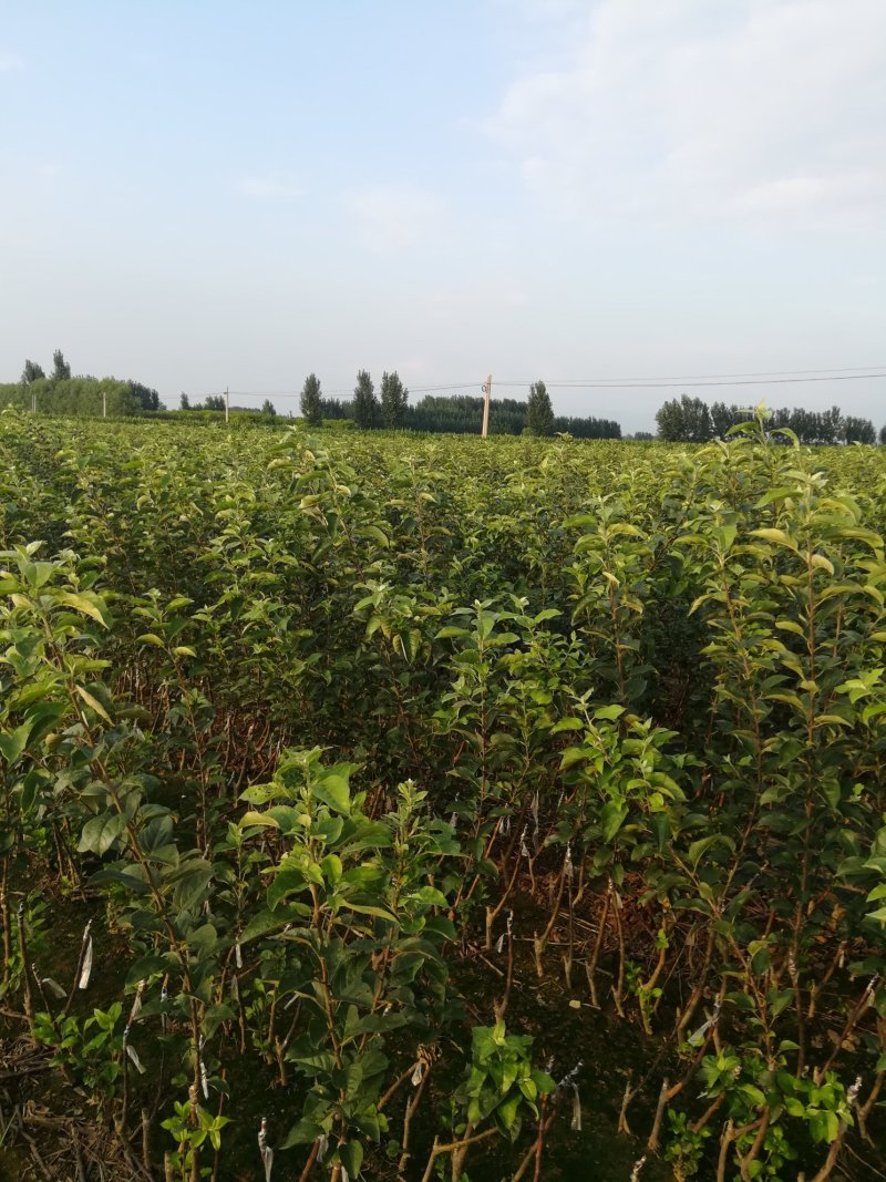 苹果苗，优质苹果苗，矮化苹果树苗，青藤农业