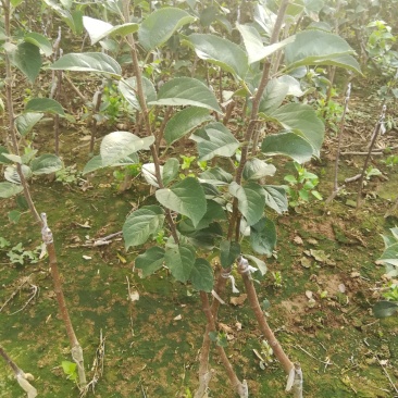 苹果苗，优质苹果苗，矮化苹果树苗，青藤农业