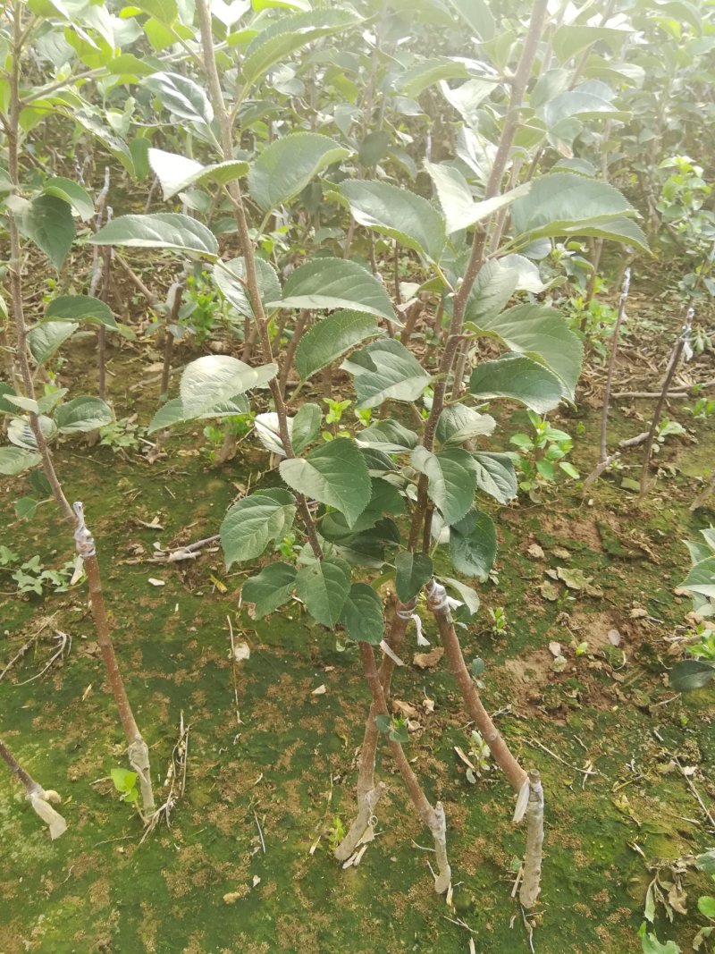苹果苗，优质苹果苗，矮化苹果树苗，青藤农业