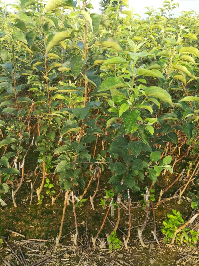 苹果苗，优质苹果苗，矮化苹果树苗，青藤农业