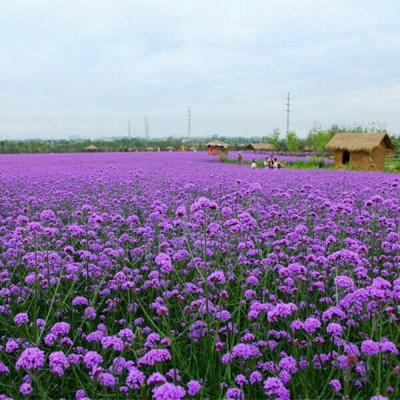 柳叶马鞭草种子蓝色多年生宿根花卉种子景观花海工程耐寒四季