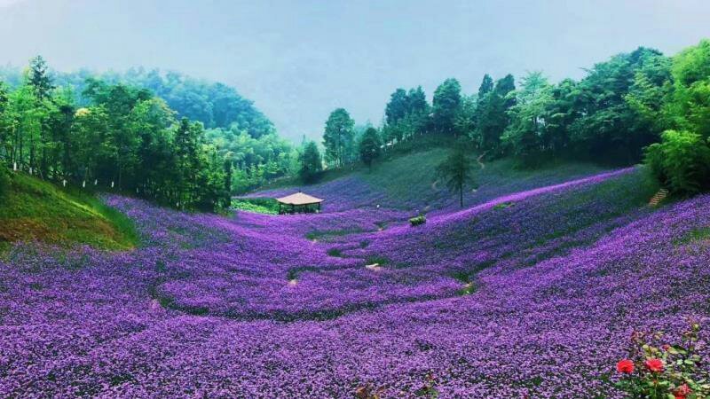 柳叶马鞭草种子蓝色多年生宿根花卉种子景观花海工程耐寒四季