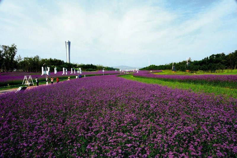 柳叶马鞭草种子蓝色多年生宿根花卉种子景观花海工程耐寒四季