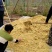 山东博山源泉猕猴桃