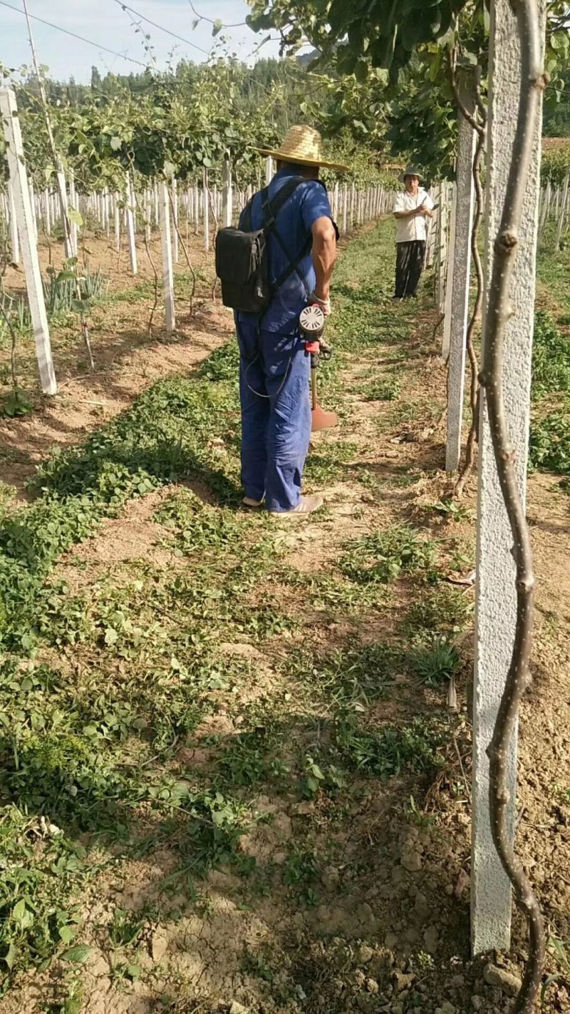 山东博山源泉猕猴桃