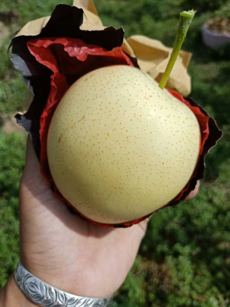 蒲城，皇冠梨，口感好！个大！可以入库！发鲜货