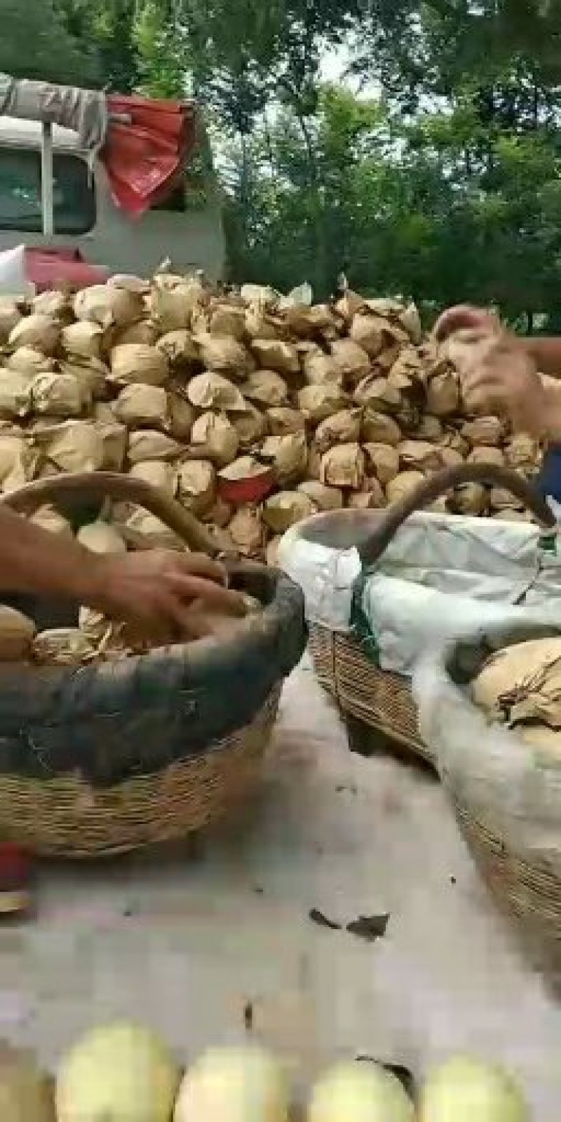 蒲城，皇冠梨，口感好！个大！可以入库！发鲜货