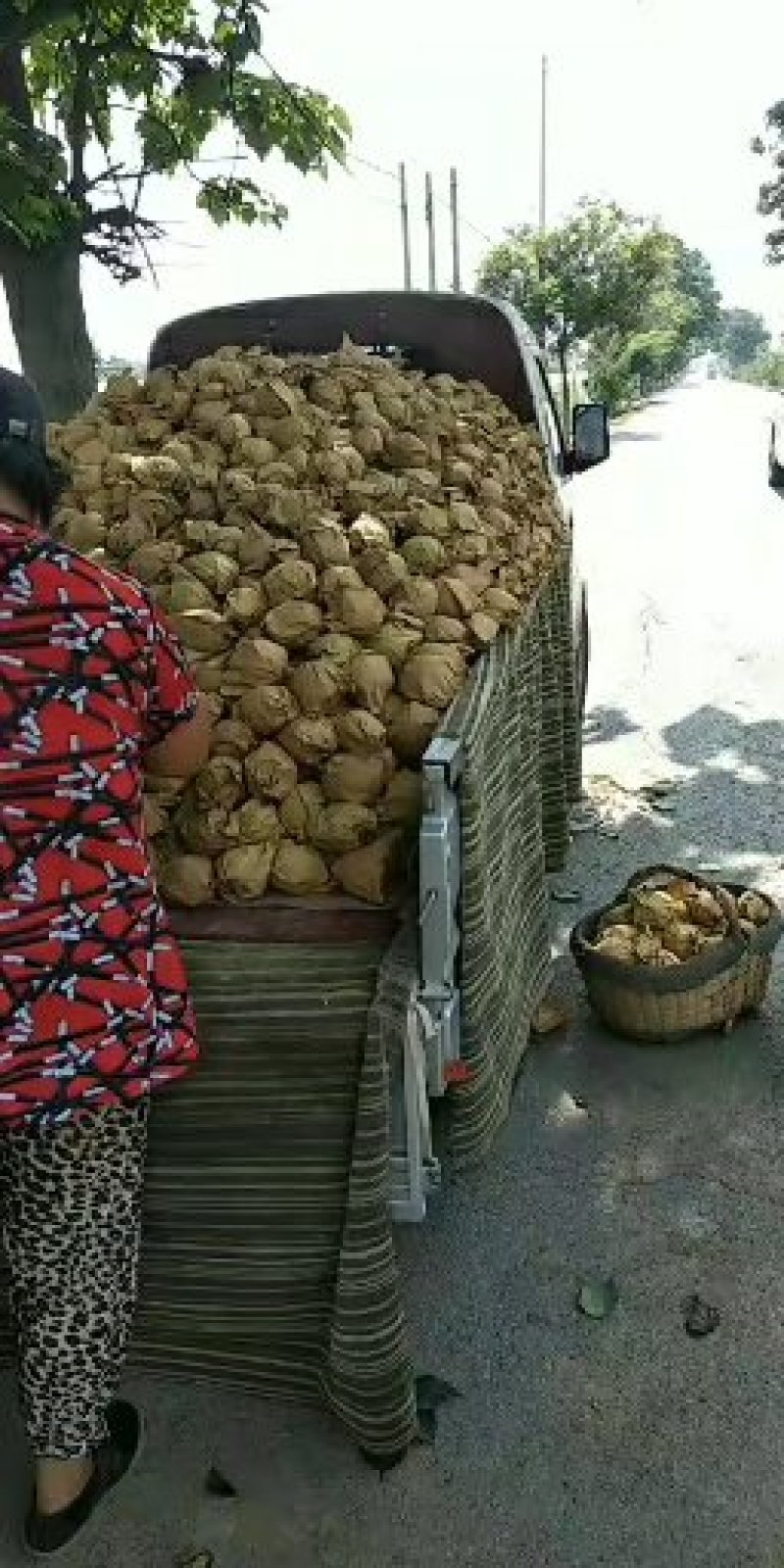 蒲城，皇冠梨，口感好！个大！可以入库！发鲜货