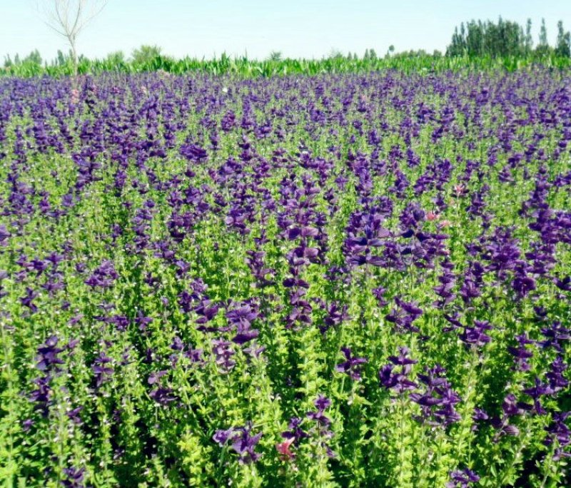 蓝花鼠尾草种子紫花四季播种多年生宿根耐寒花卉景观花卉种子