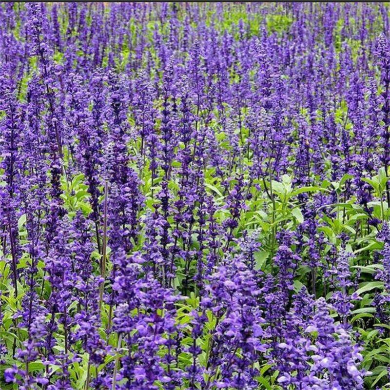 蓝花鼠尾草种子紫花四季播种多年生宿根耐寒花卉景观花卉种子