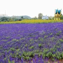 蓝花鼠尾草种子紫花四季播种多年生宿根耐寒花卉景观花卉种子