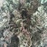 蛤蟆草，荔枝草。纯野生，手选整棵，包邮。