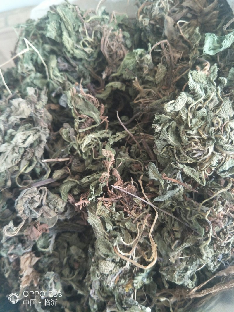 蛤蟆草，荔枝草。纯野生，手选整棵，包邮。