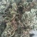 蛤蟆草，荔枝草。纯野生，手选整棵，包邮。