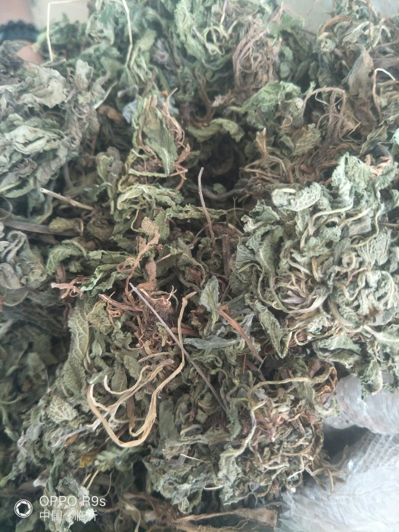 蛤蟆草，荔枝草。纯野生，手选整棵，包邮。