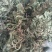蛤蟆草，荔枝草。纯野生，手选整棵，包邮。