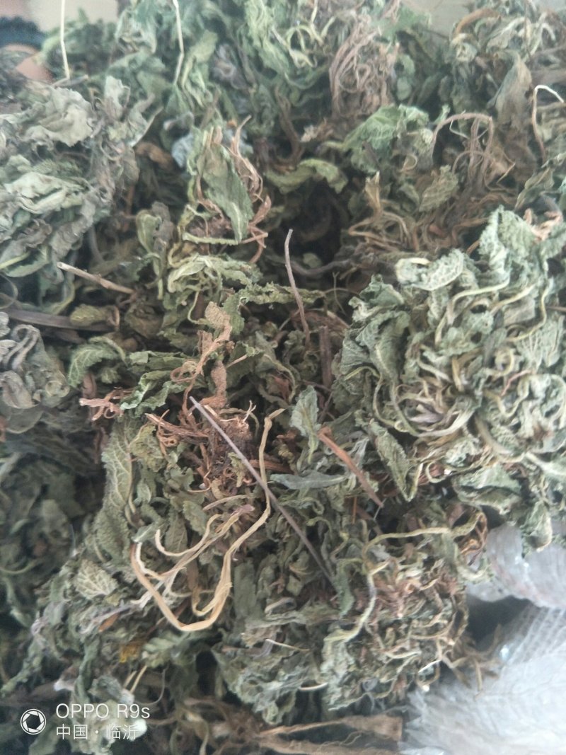 蛤蟆草，荔枝草。纯野生，手选整棵，包邮。