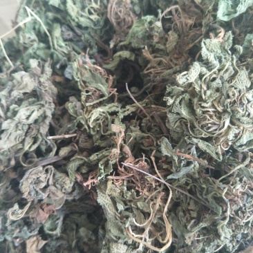 蛤蟆草，荔枝草。纯野生，手选整棵，包邮。