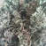 蛤蟆草，荔枝草。纯野生，手选整棵，包邮。