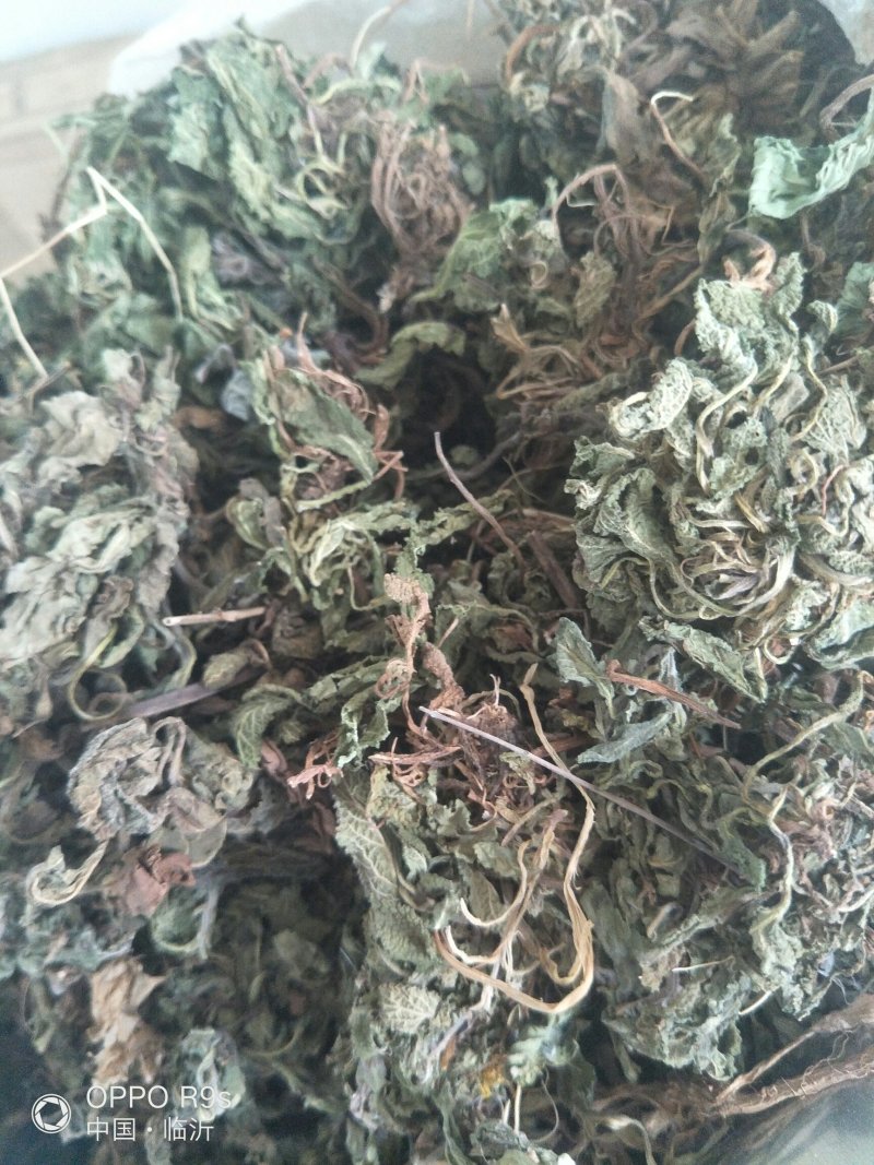 蛤蟆草，荔枝草。纯野生，手选整棵，包邮。