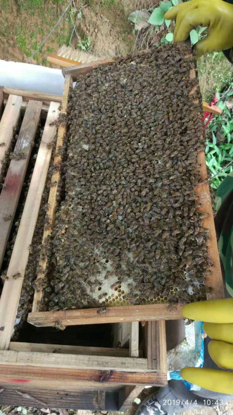 春蜜无添加无加工农家蜂蜜
