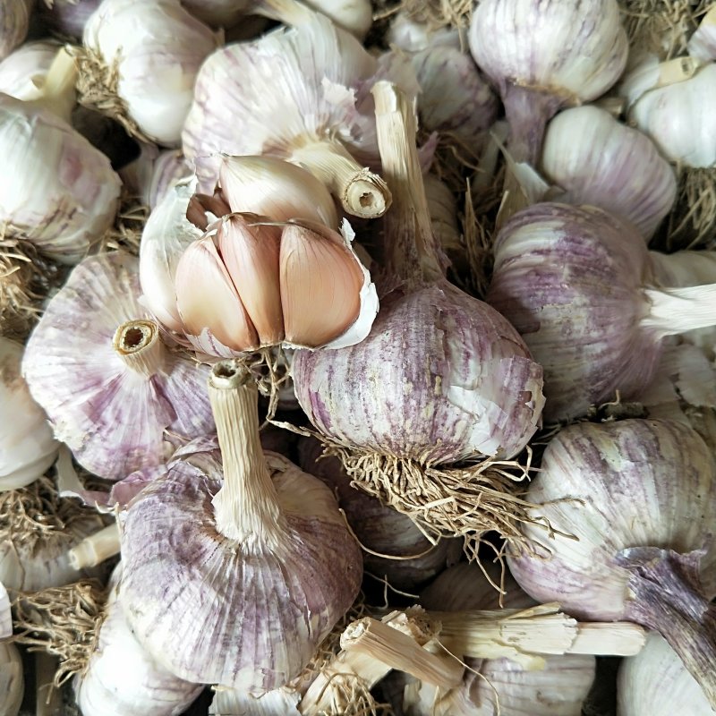 大名蒜