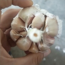 大名蒜种