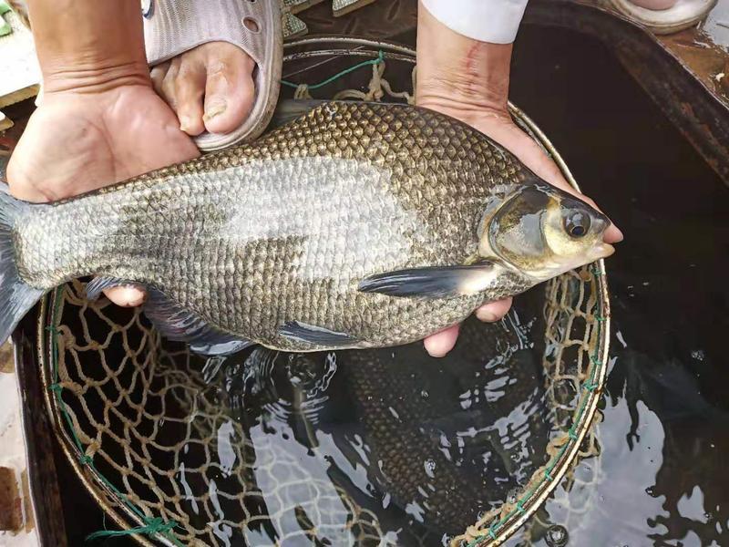 红水河原生态武昌鱼扁鱼