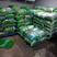 —绿宝石毛豆-基地直供-货源充足-保证质量