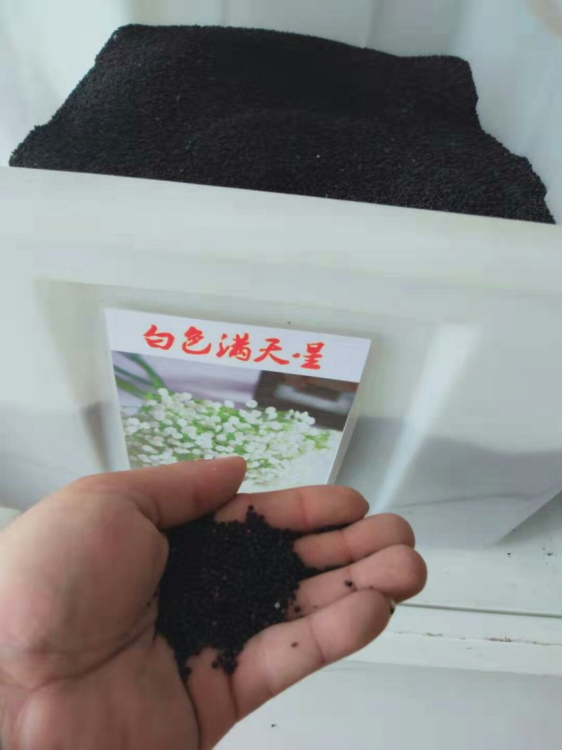 满天星种子盆栽花卉四季种易活开花不断花草室内室外花种子籽