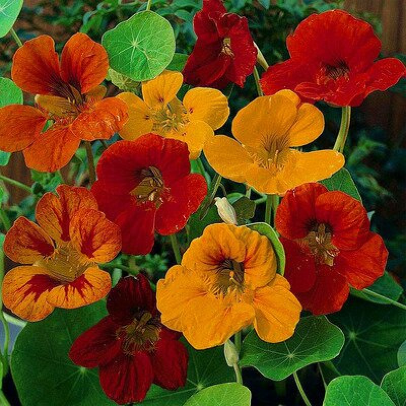 花卉秋天多年生花草植物金莲花旱金莲种子四季易种易活花