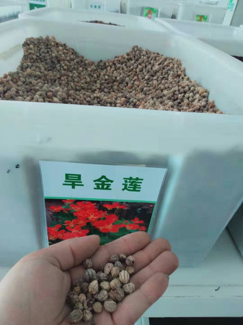 花卉秋天多年生花草植物金莲花旱金莲种子四季易种易活花
