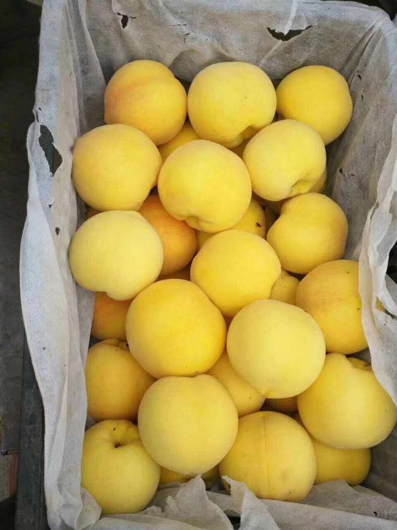 黄桃上市品种黄中黄