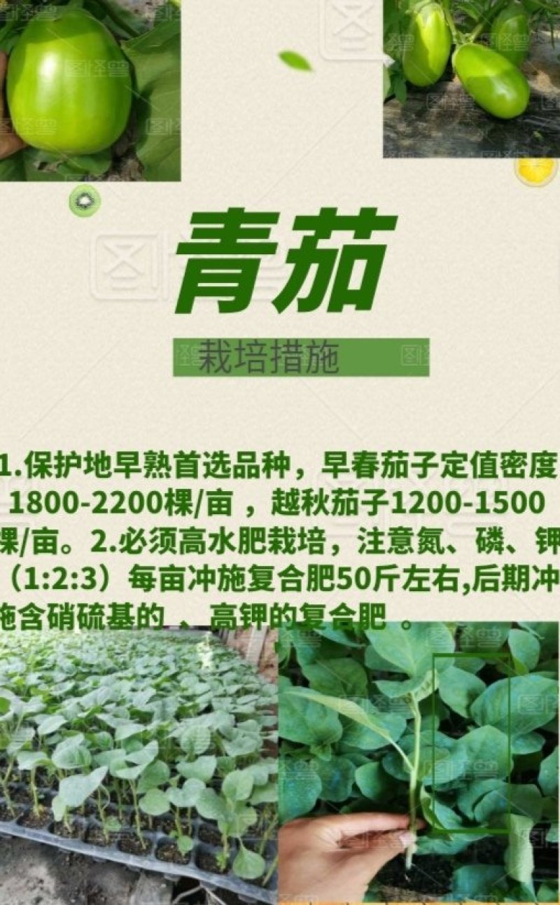 高产早熟抗病耐储运10克2000粒茄子种子