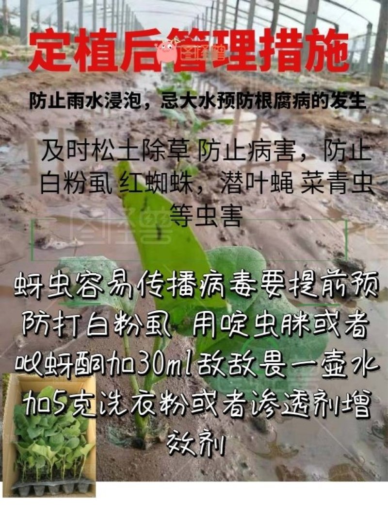 高产早熟抗病耐储运10克2000粒茄子种子