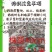 高产早熟抗病耐储运10克2000粒茄子种子