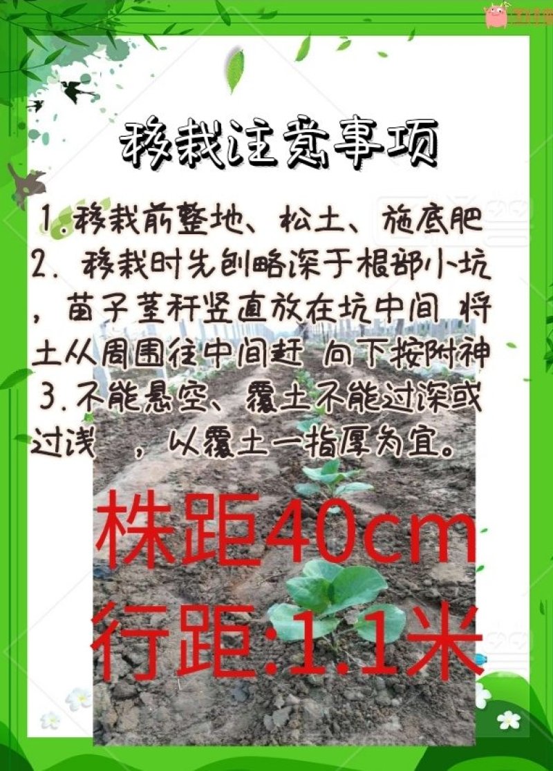 高产早熟抗病耐储运10克2000粒茄子种子